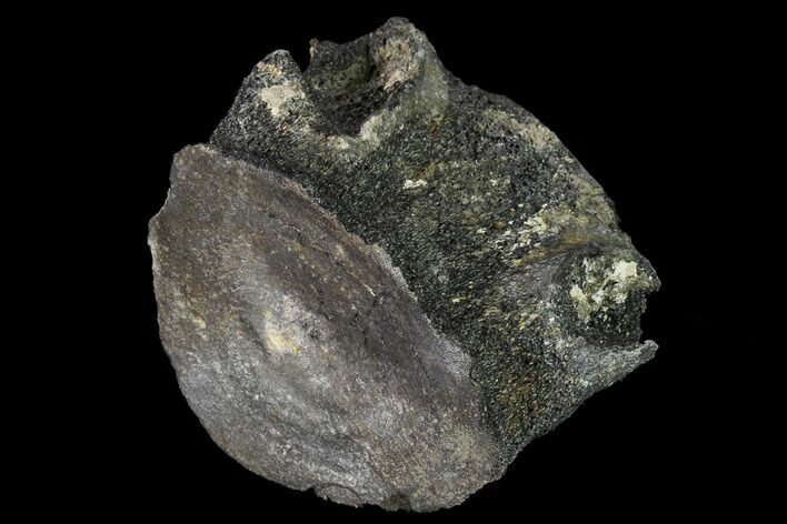Fossil Whale Thoracic Vertebra - South Carolina #160882